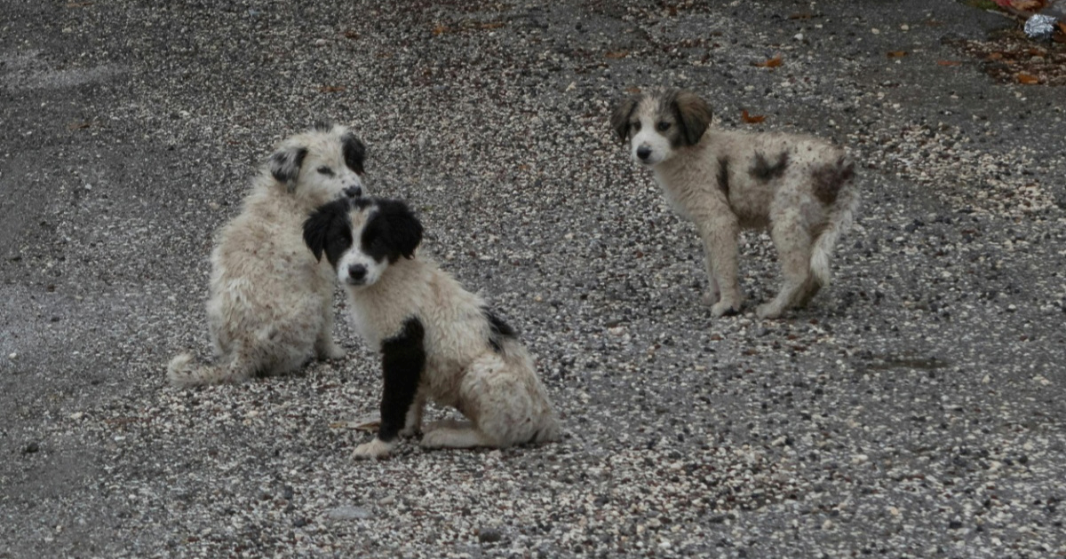Iz auta bacio dva štenca u kanal, prijeti mu zatvor