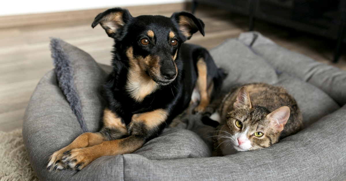 Danas se obilježava Svjetski dan kastracije pasa i mačaka