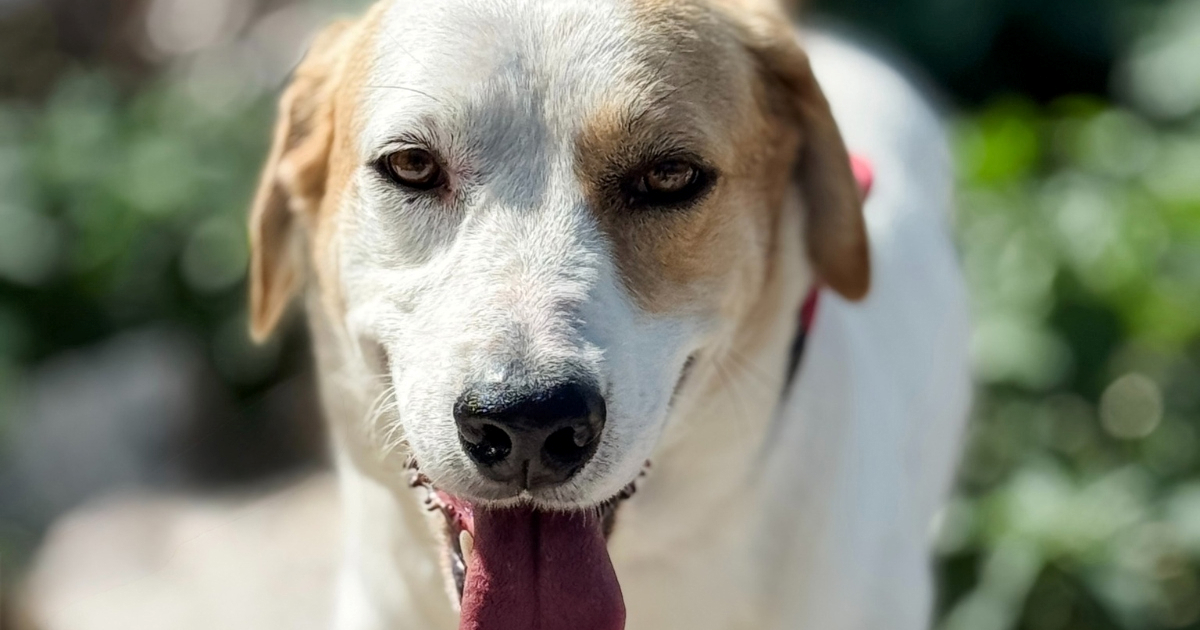 Simpatičan Tvrtko traži dom, miran je i nježan pas koji čeka ljubav i sigurnost