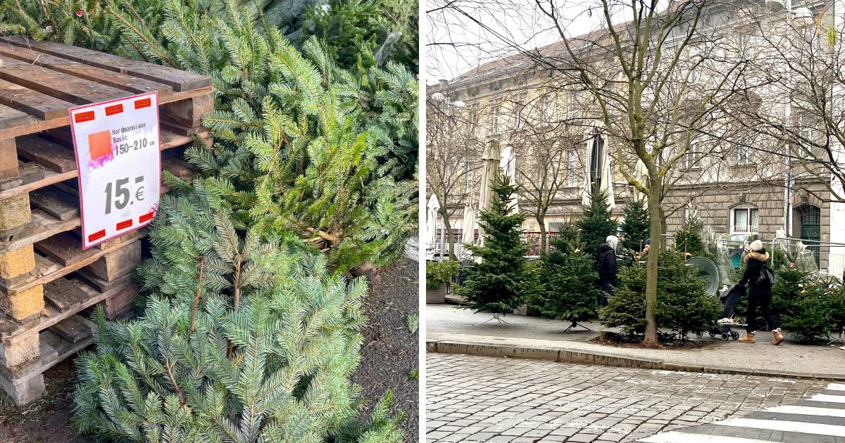 Koliko treba izdvojiti za pravi bor? Provjerili smo cijene po Zagrebu