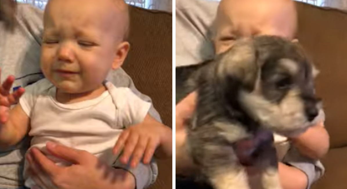 Psić smirio uplakanu djevojčicu, njezin izraz lica promijenio se u sekundi