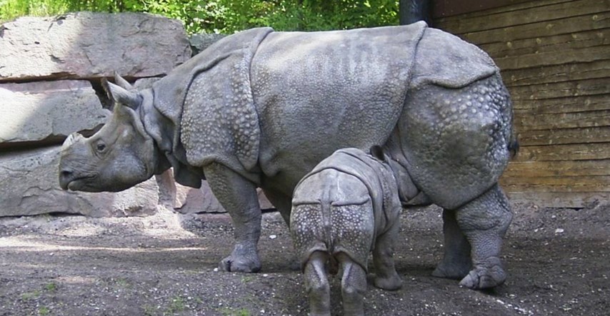 Na Javi snimljena dva mladunca ugrožene vrste javanskog nosoroga