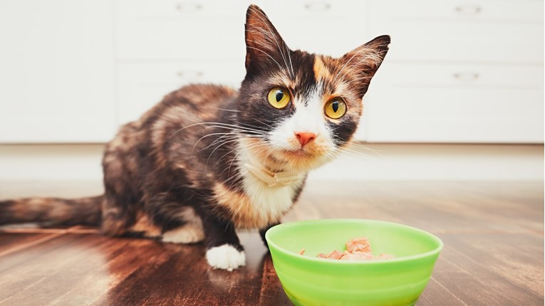 Saznajte pravilan način kako i koliko puta dnevno je potrebno hraniti mačke