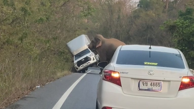 Vozač nije htio propustiti slona da prijeđe cestu, životinja mu prevrnula automobil