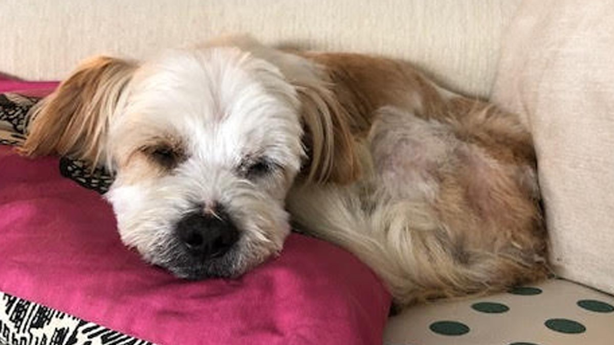 Deda Riki je spašen iz šinteraja gdje ne bi preživio, sada traži dom