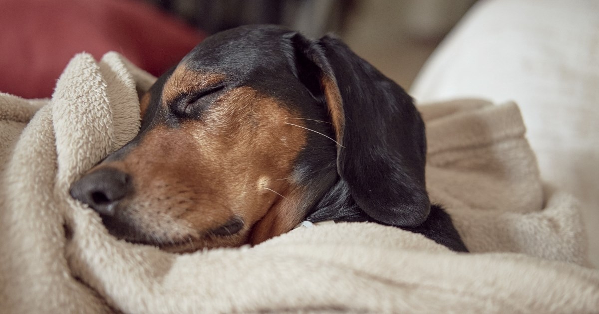Veterinarka savjetuje: Ne budite psa ako primijetite ovaj znak tijekom spavanja