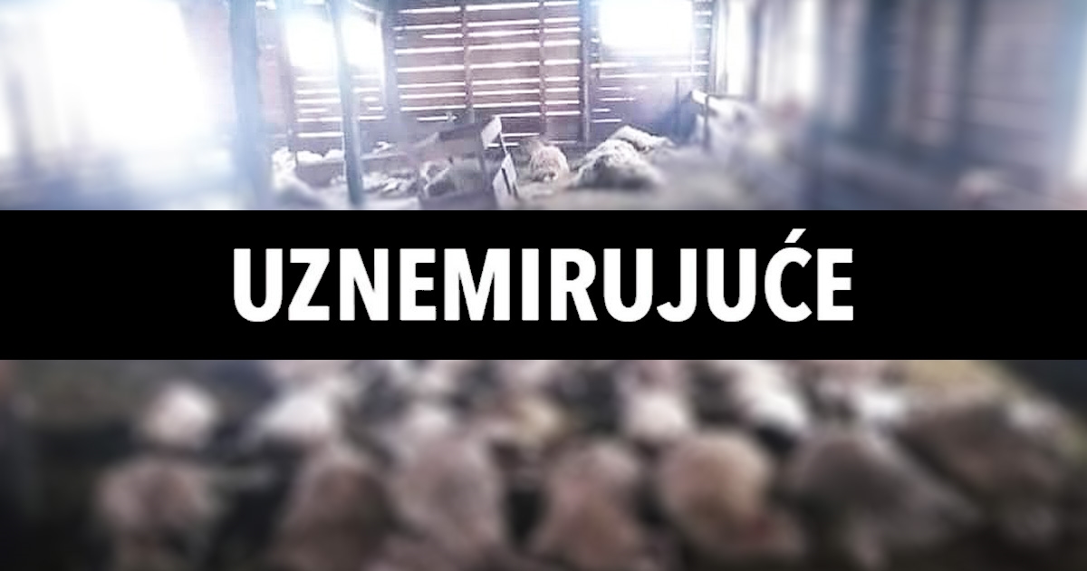 UZNEMIRUJUĆE Vukovi kod Gračaca zaklali 87 ovaca