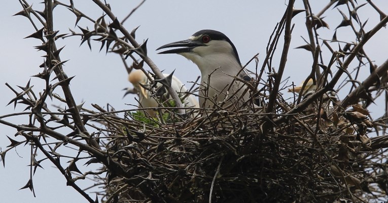 Zbog klimatskih promjena ptice polažu jaja sve ranije, pokazala je studija