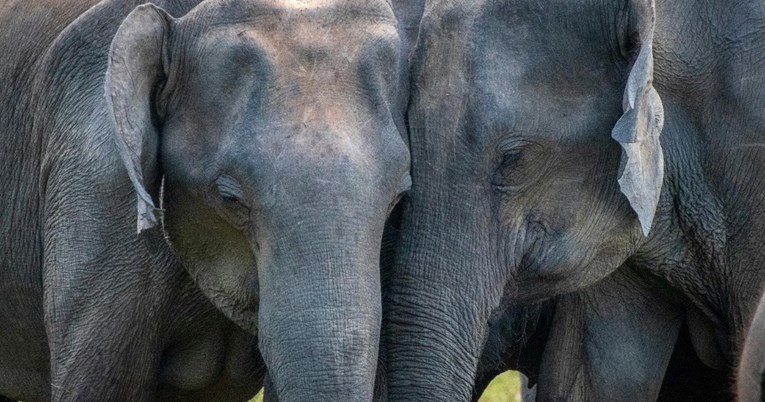 Za slonove, kao i za ljude, pozdravljanje je kompleksna stvar