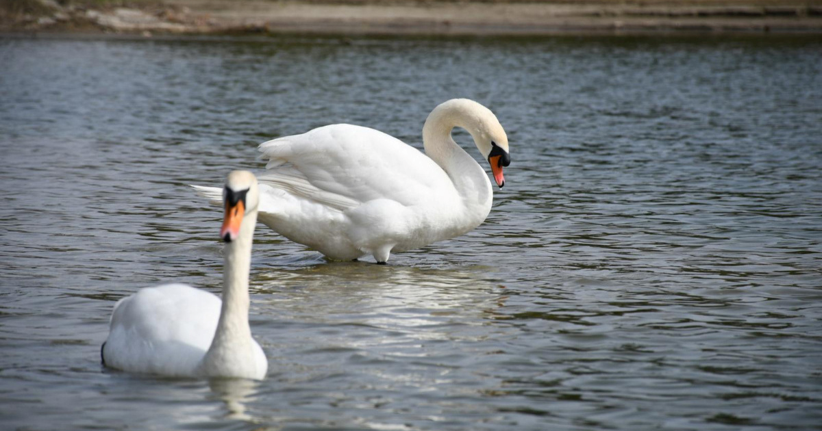 Raste broj slučajeva ptičje gripe u Europi, posebno među divljim pticama