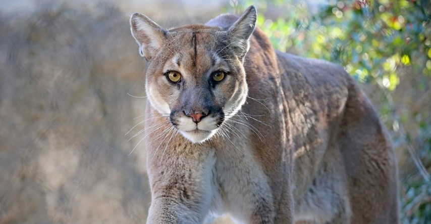 Puma ubila muškarca u Kaliforniji, ozlijedila njegovog brata