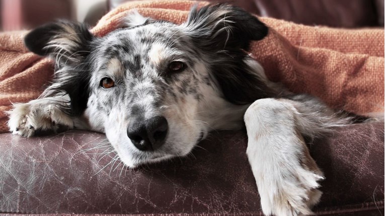 Zagrepčani otkrili kako su im se psi ponašali prije potresa: "Predosjetila je"