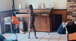 Pas svira klavir i pokušava pjevati, prizor je urnebesan