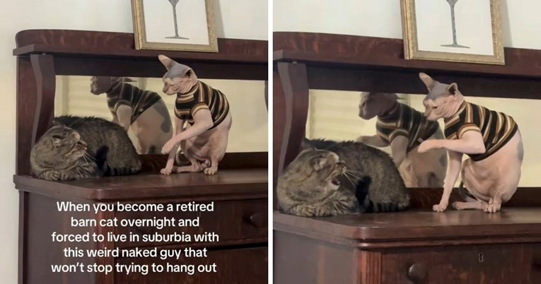Pogledajte prvi susret seoske mačke i sfinks mačka, video je urnebesan
