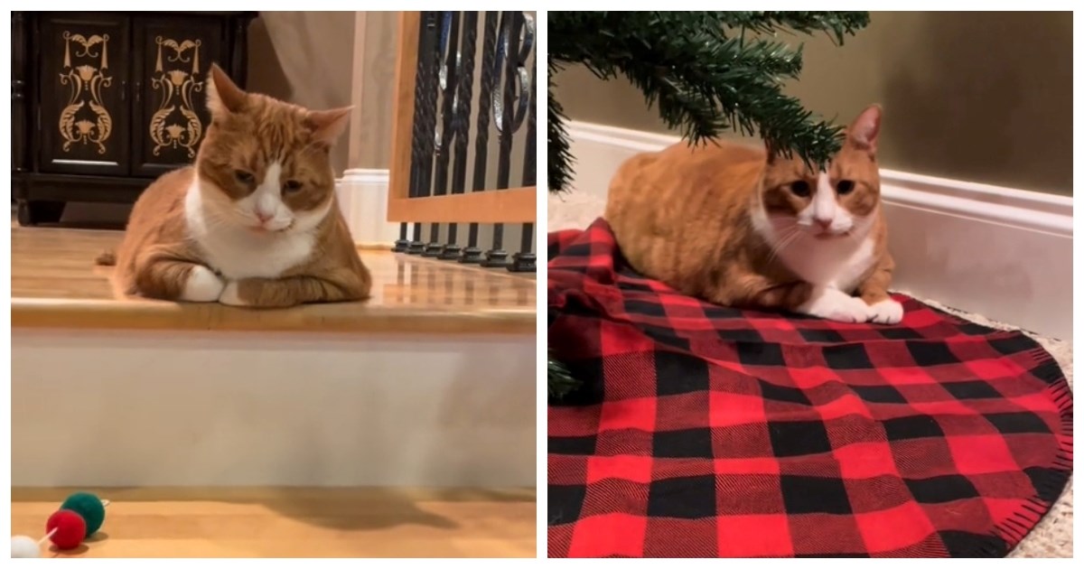 Pogledajte što ovaj mačak radi dok mu vlasnica spava, video je hit