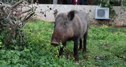Divlja svinja zalutala u kozmetički salon u Poljskoj, ljudi paničarili i bježali