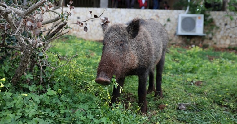 Divlja svinja zalutala u kozmetički salon u Poljskoj i uništila ga