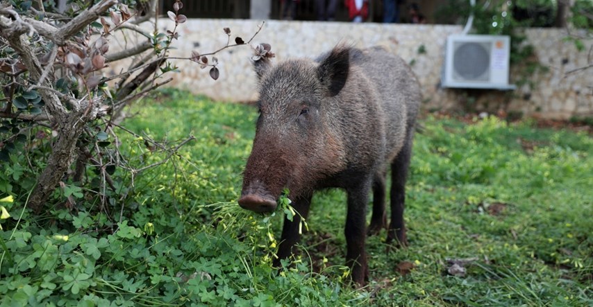 Divlja svinja zalutala u kozmetički salon u Poljskoj, ljudi paničarili i bježali