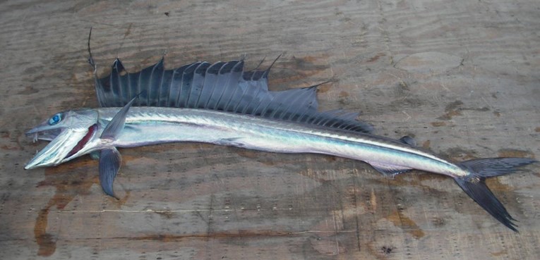 Pronašli morsko čudovište, ribu kanibala sa zubima dugim tri centimetra