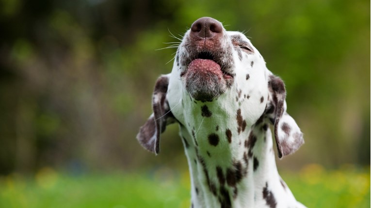 Donosimo vam pet razloga zašto vaš pas neprestano laje