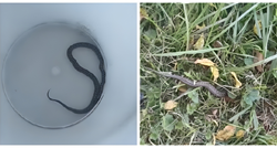 Volonteri iz Dumovca spasili zmiju koja se zaplela u žicu kolica u dućanu na Žitnjaku