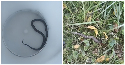 Volonteri iz Dumovca spasili zmiju koja se zaplela u žicu kolica u dućanu na Žitnjaku