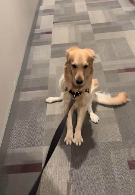 Ljudi su umirali od smijeha kad su shvatili zašto zlatni retriver odbija šetnju 😅