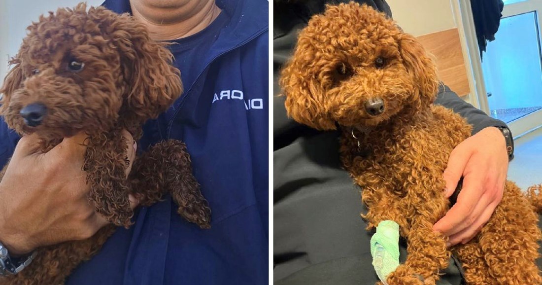 Pronađen pas brata Mate Rimca. Animalex: "Hotel može staviti ključ u bravu"