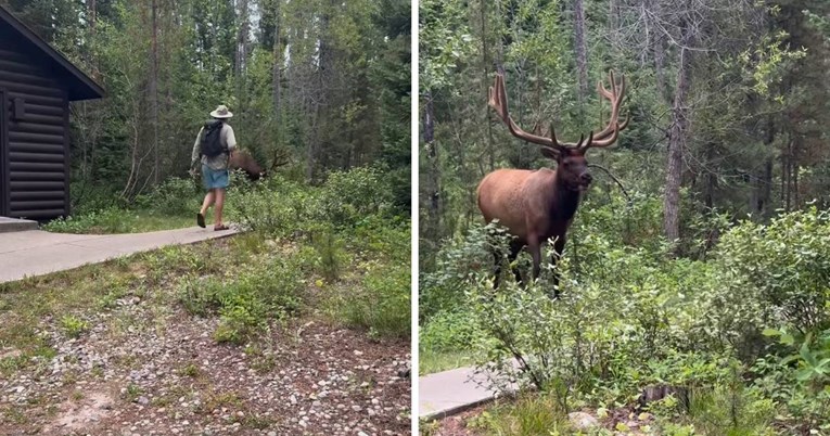 Turist se previše približio jelenu, životinja ga je brzo dovela u red