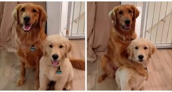 Video pasa koji se namještaju i poziraju svom vlasniku je postao hit na Instagramu
