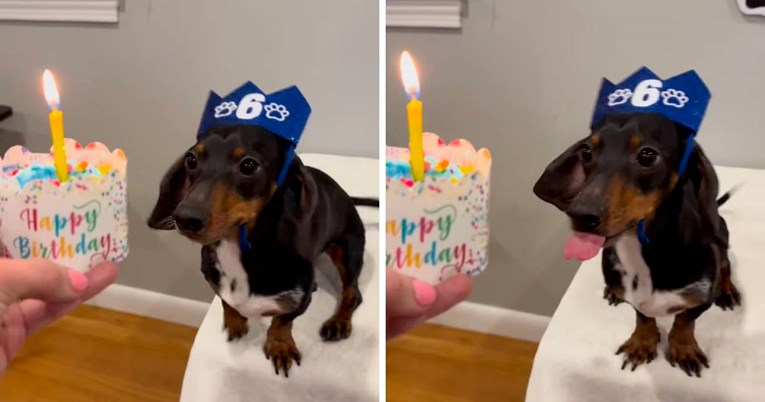 Jazavčar koji ne može sakriti uzbuđenje zbog rođendanske torte je hit na Instagramu