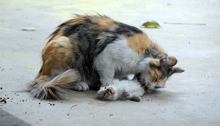 Nakon što joj je netko ubio mačiće mačka ih je očajnički pokušavala oživjeti