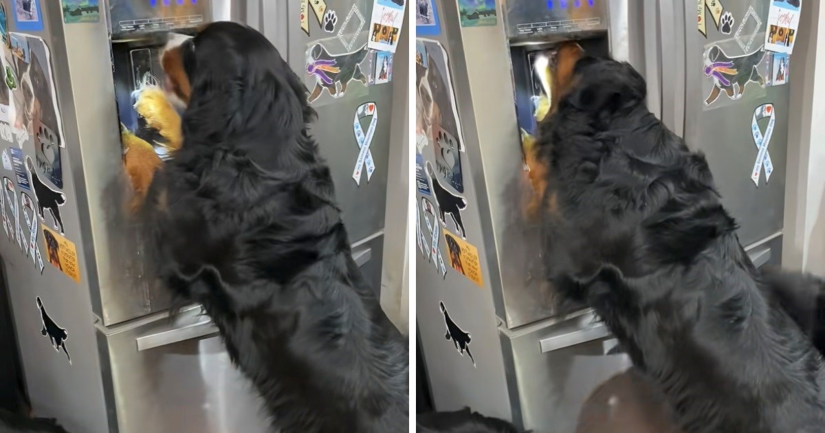 Snalažljivi bernski planinski pas pronašao savršen način kako da se rashladi