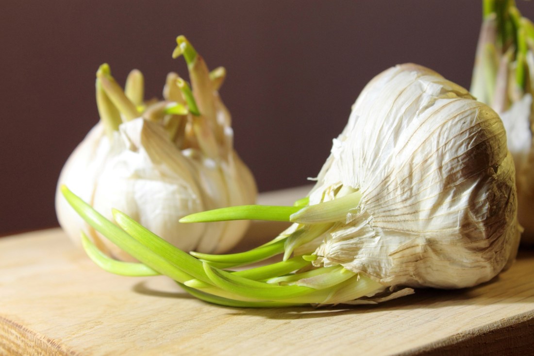 Što kada češnjak proklija - treba li ga baciti ili se može jesti? Imamo odgovore