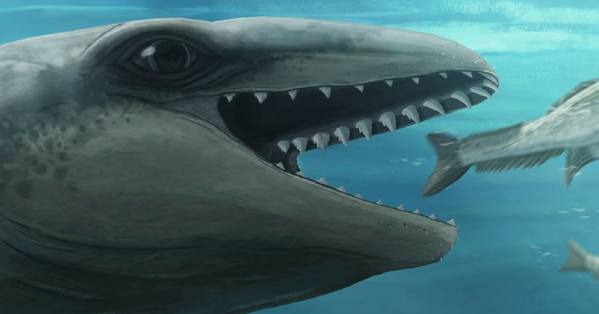 VIDEO Fosil star 25 milijuna godina u Australiji otkrio novu vrstu kita