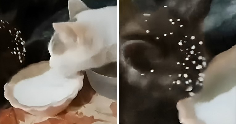 "Kakav mali kreten": Dvije mace dijelile posudu s mlijekom pa postale hit