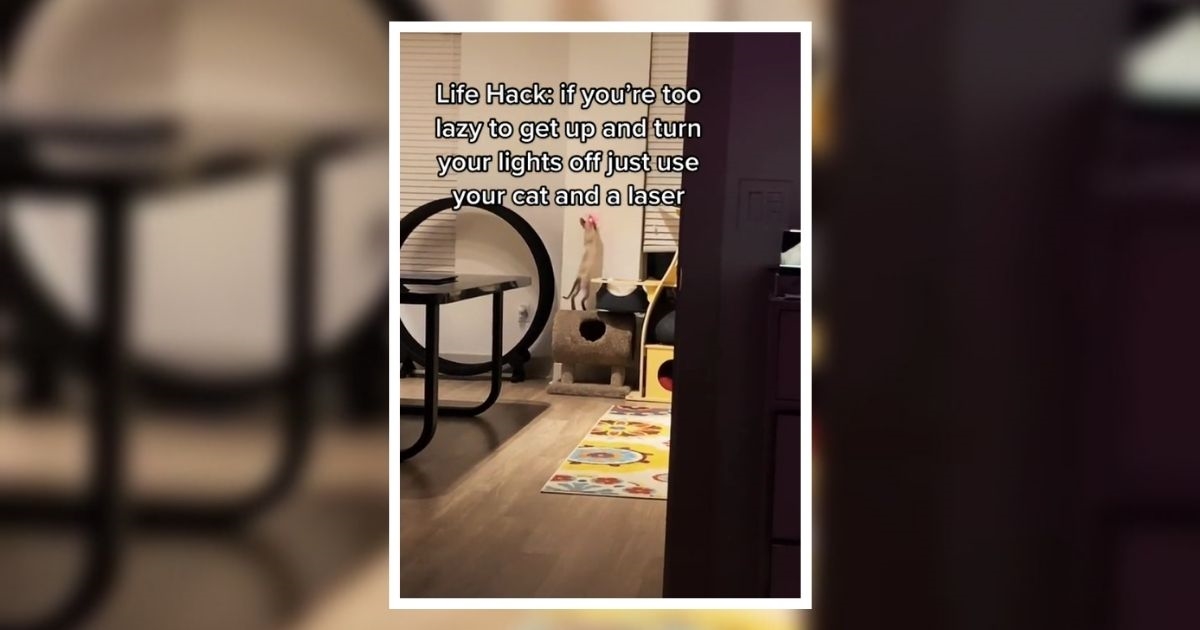 Vlasnica mačke otkrila trik kako ugasiti svjetlo bez ustajanja, ljudi su oduševljeni