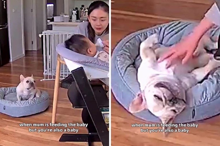 Ljubomorni buldog traži pažnju dok vlasnica hrani bebu, video je hit