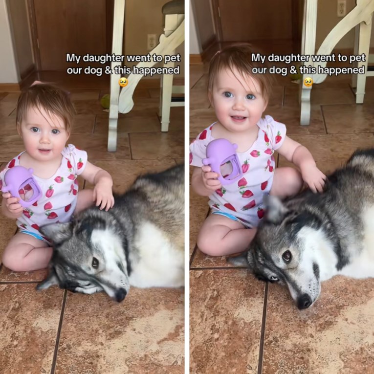 Pas imao preslatku reakciju kada je shvatio da ga djevojčica želi pomaziti