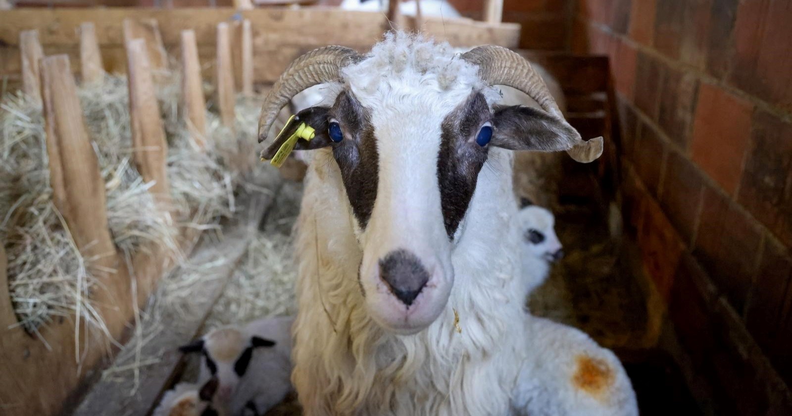 Ministarstvo bi moglo ukinuti neke mjere protiv slinavke i šapa