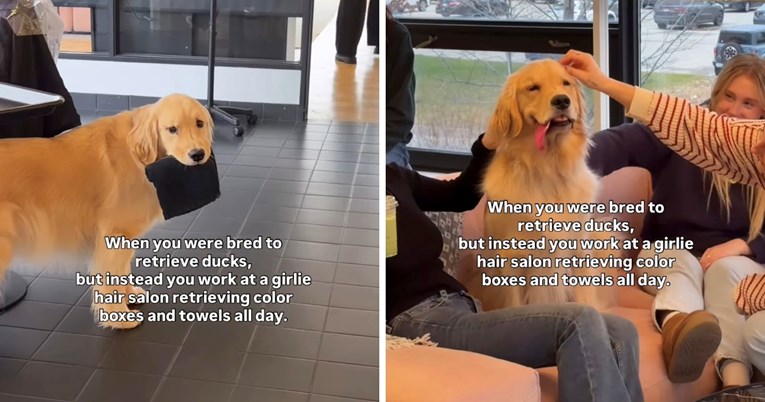 Zlatni retriver pomaže u frizerskom salonu, video je hit