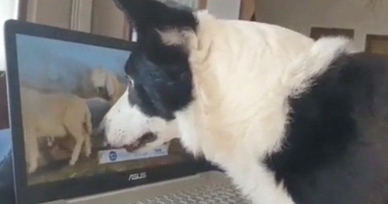 Ovaj ovčar dokazuje da i psi mogu raditi od doma