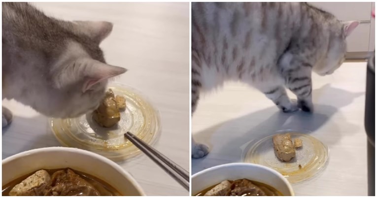 Mačak jasno dao do znanja što misli o ručku svog vlasnika