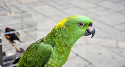 Ova amazonska papiga sigurno će vas zaraziti svojim urnebesnim smijehom