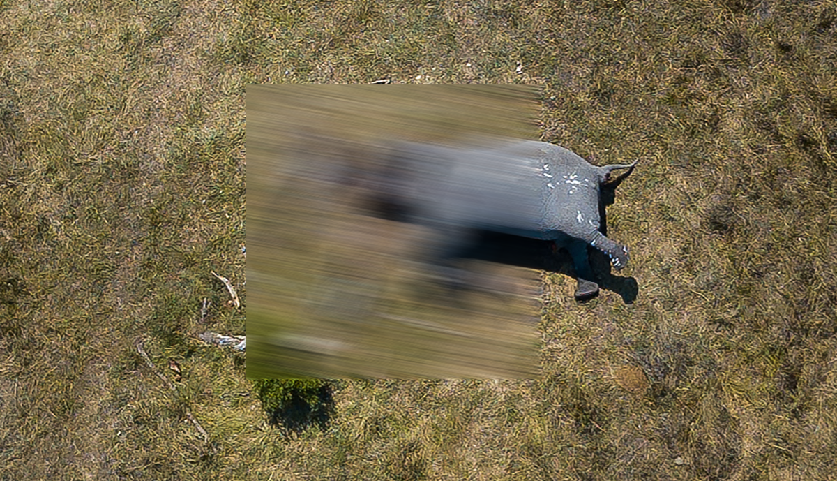 Uznemirujuća fotografija unakaženog slona pokazuje pravu stranu krivolova