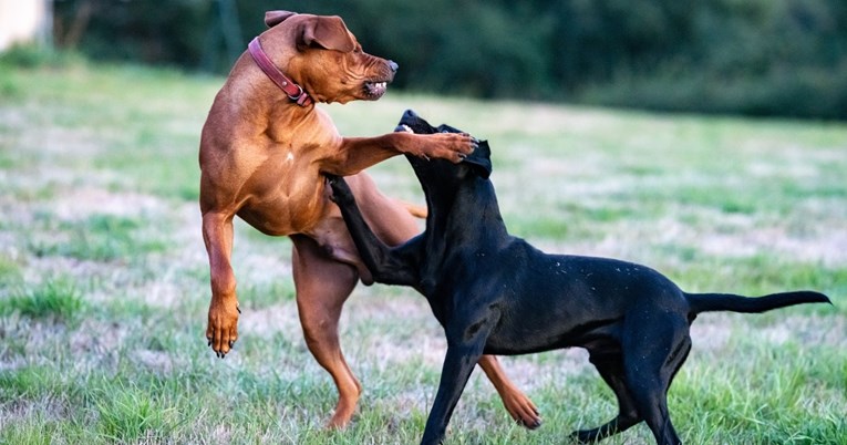 Ljudi čine pse agresivnijima, kaže studija