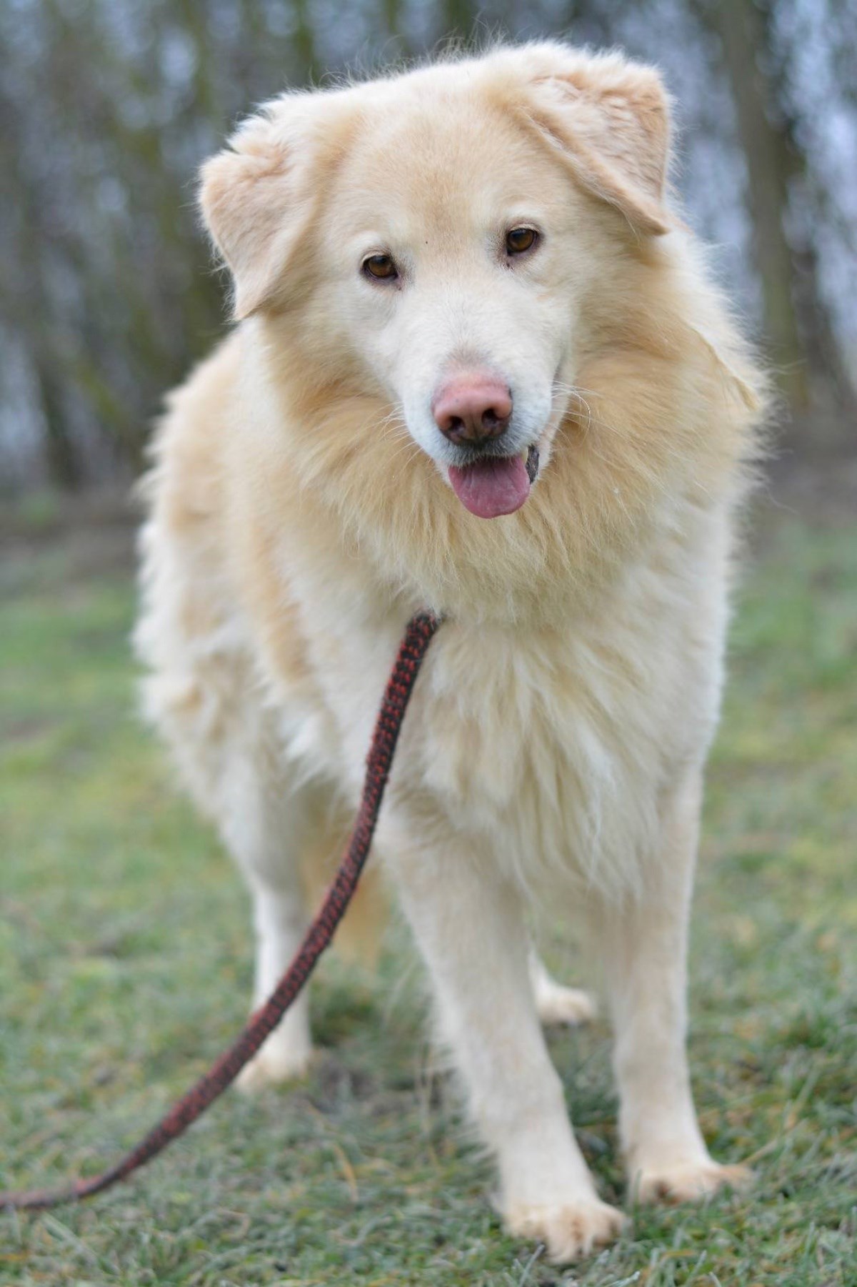 Iza njih je teška prošlost: Četiri prekrasna križanca retrivera traže dom