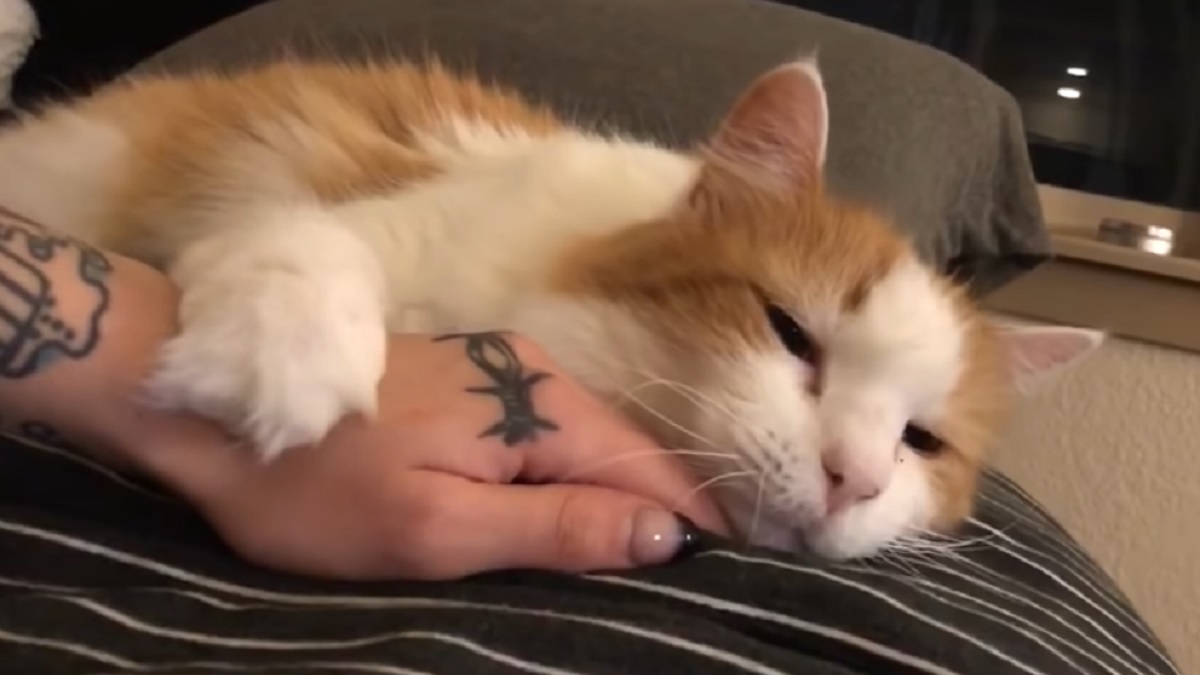 Ovaj video dokazat će vam koliko život s mačkom može biti urnebesan