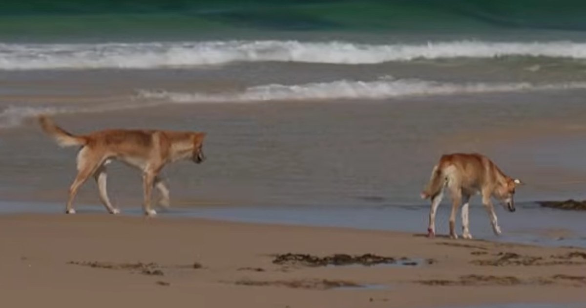 Krdo dinga bit će eutanazirano nakon smrti kanadske turistkinje u Australiji