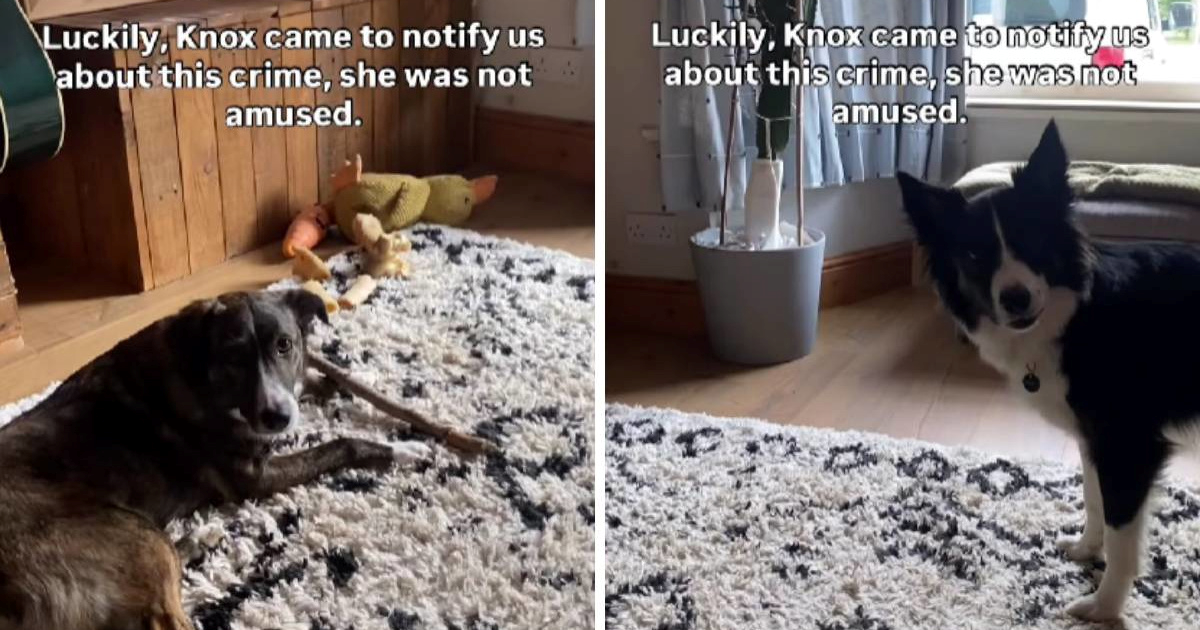 VIDEO Pas tužibaba: Prijavio sestru zbog kršenja kućnog pravila